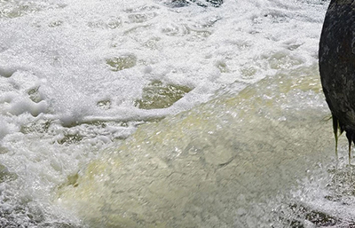 兩家企業(yè)超標(biāo)排污 被各處罰款20萬元